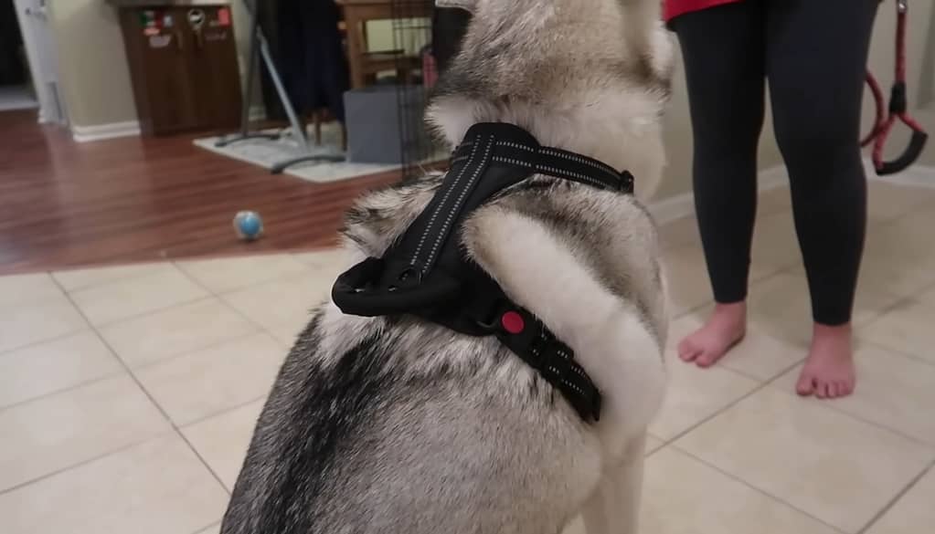 harness