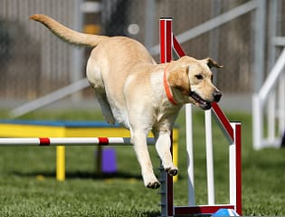 Training a labrador retriever