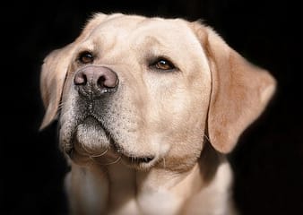  How to groom a labrador retriever