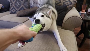 husky