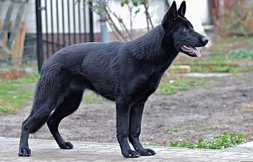 pros and cons of owning a German shepherd