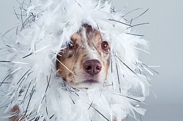 Grooming an Australian shepherd