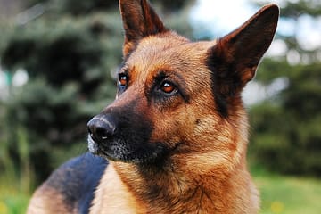 About the German shepherd dog