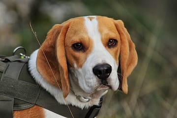 Beagles dogs
