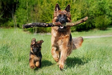 Training German shepherd