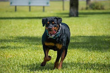 How do you control an angry Rottweiler?