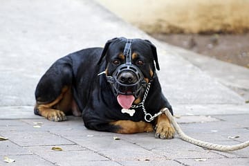Can Rottweiler bite its owner?