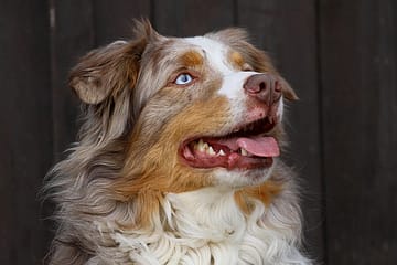 Do Australian Shepherds bark a lot?