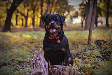 Why are Rottweilers not for first-time owners?