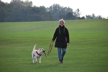 Do Labradors need a lot of walking?