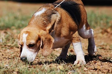 How do you control a Beagle?