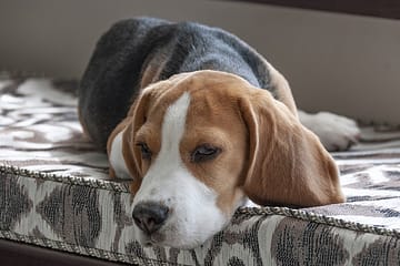 What problems do beagles have?