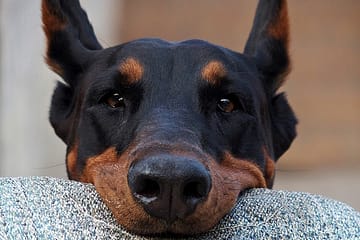 What are the disadvantages of a Doberman?