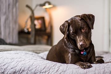 Is Labrador high maintenance?