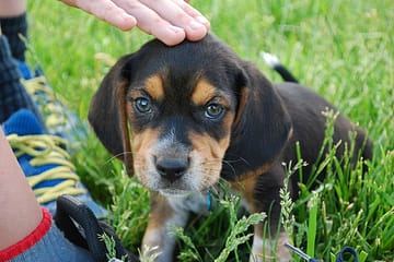 Are beagles good family dogs?