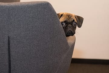Can a pug be left alone?