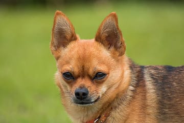 Are Chihuahuas smart dogs?