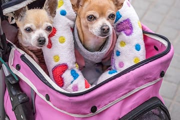 Is A Chihuahua a good family dog?