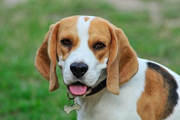 Are male or female Beagles better?