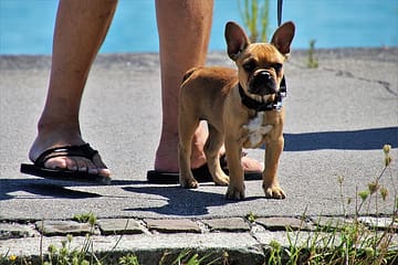 Is it OK not to walk a Pug?