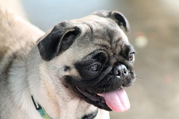 Do pugs bark a lot?