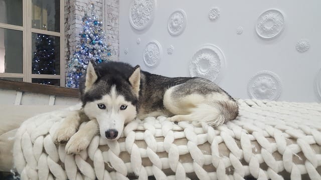 husky alone