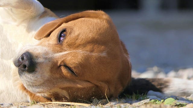 Grooming a beagle dog