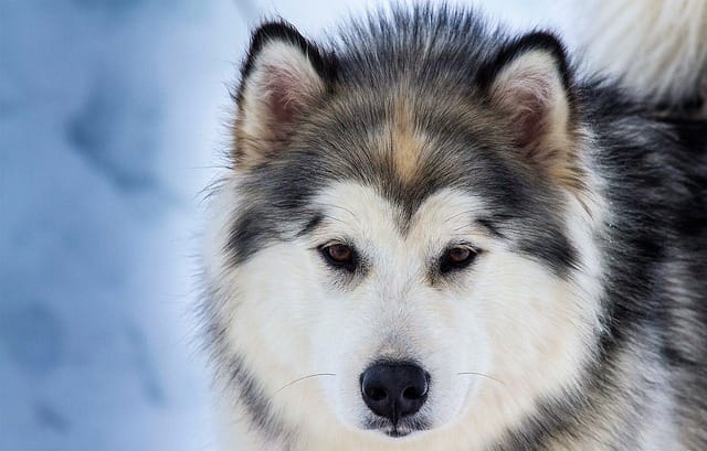 29 things you need to know about huskies