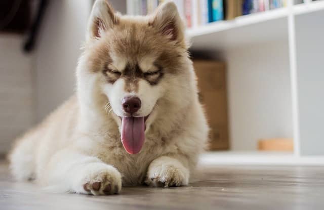 What is it like to own a Siberian Husky?
