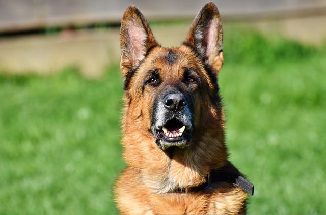 About the German shepherd dog