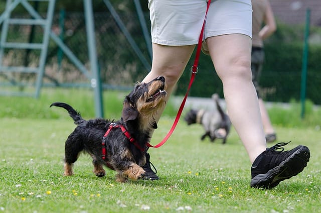 Are Dachshunds easy to train?