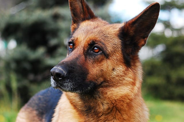 About the German shepherd dog