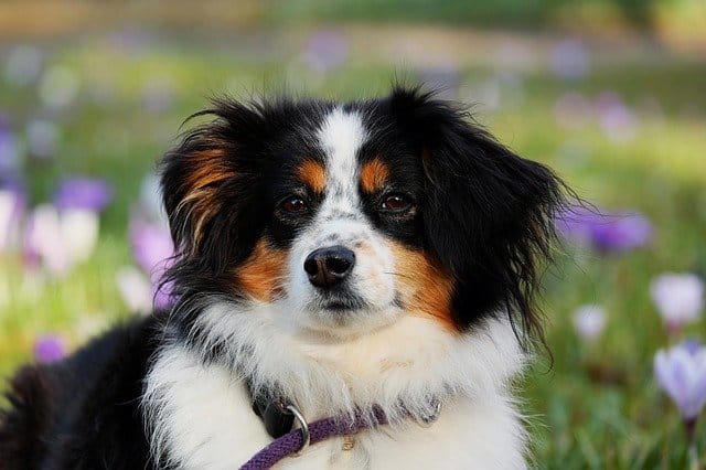 Australian shepherd dogs