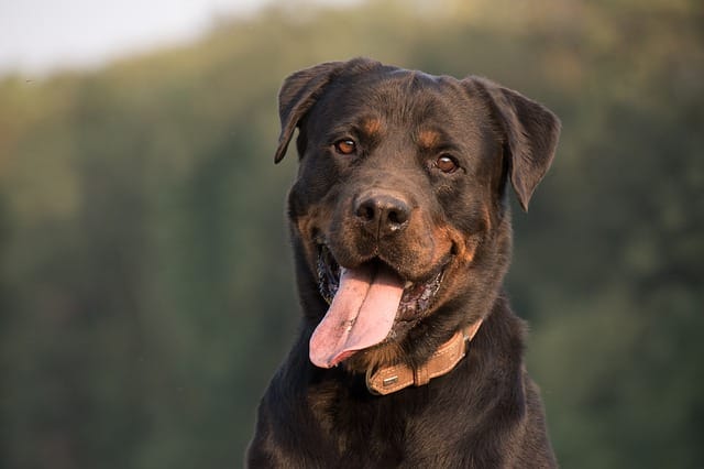 Rottweilers 