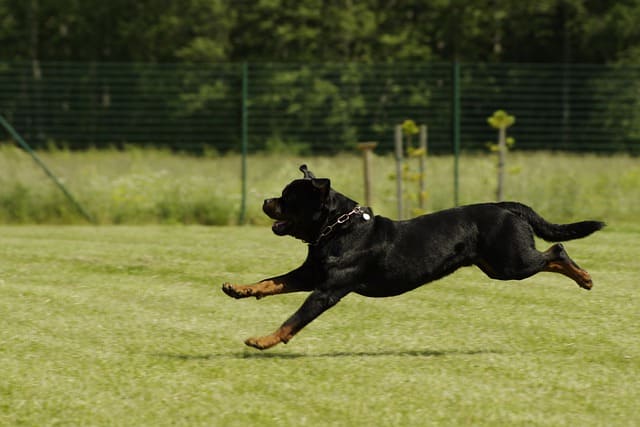 10 Important facts about rottweiler dogs