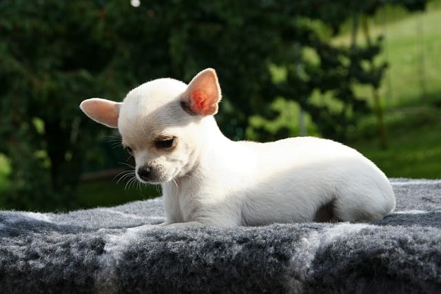 About Chihuahua dog breeds