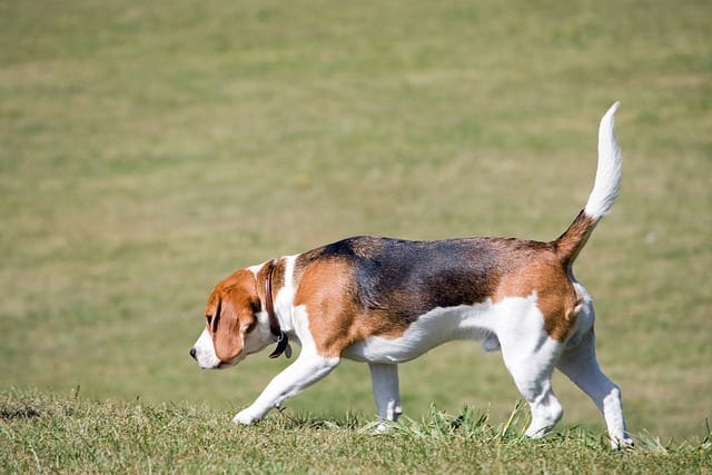 Beagles dogs
