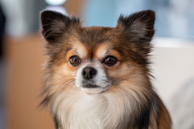 About Chihuahua dog breeds