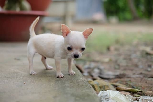 Pros and cons of owning a chihuahua 
