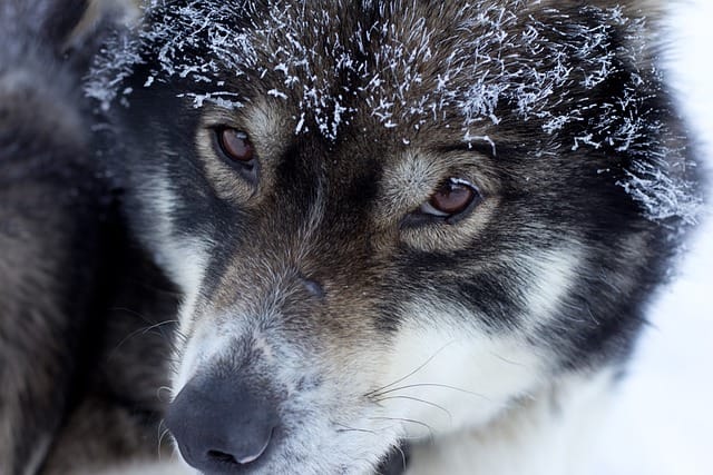 how much do purebred Siberian huskies cost?