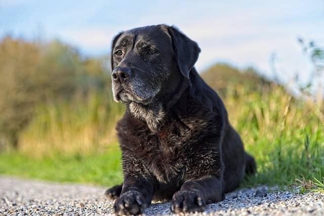 Labrador Retriever for sale