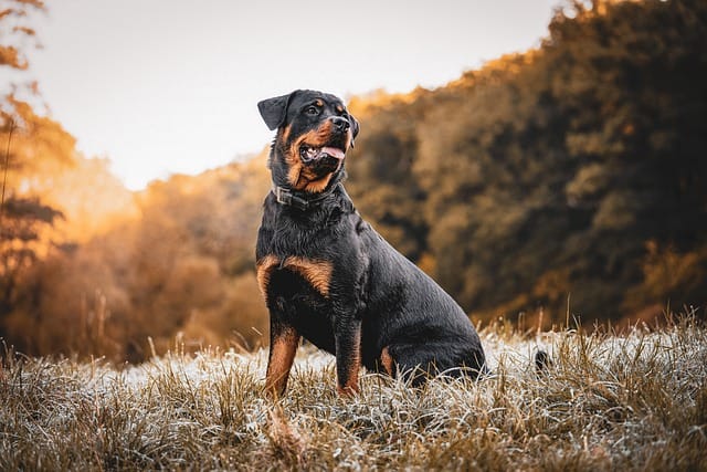 Rottweiler puppies for sale