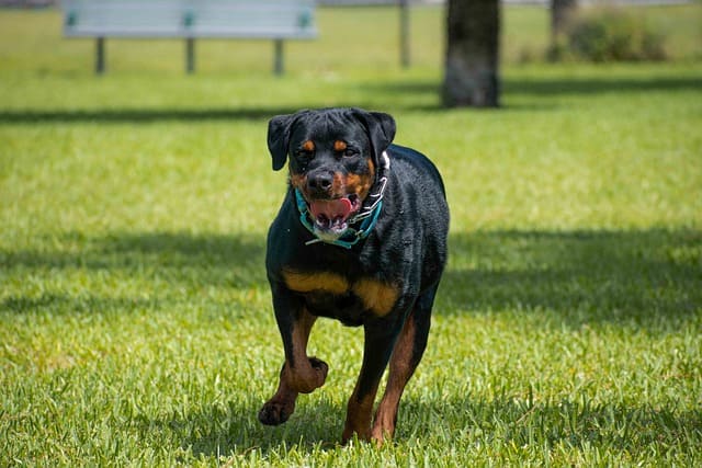 How do you control an angry Rottweiler?