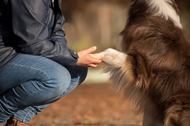 Are Australian shepherds good with children?