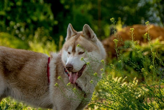 Do huskies stop biting?