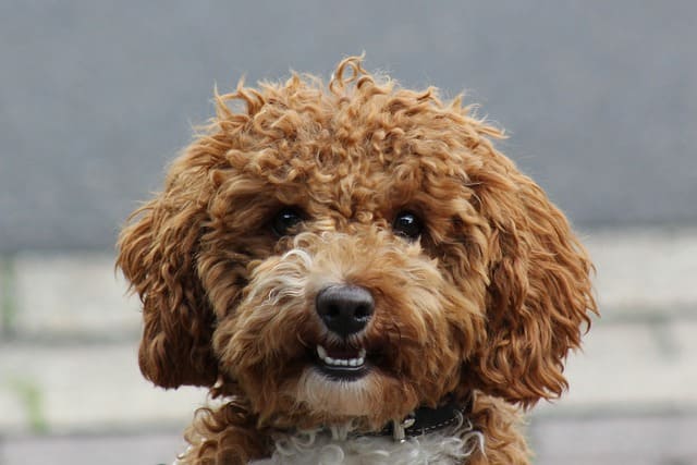 Do Poodles bark a lot?