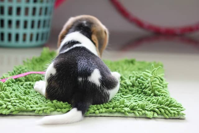 Are Beagles easy to potty train?