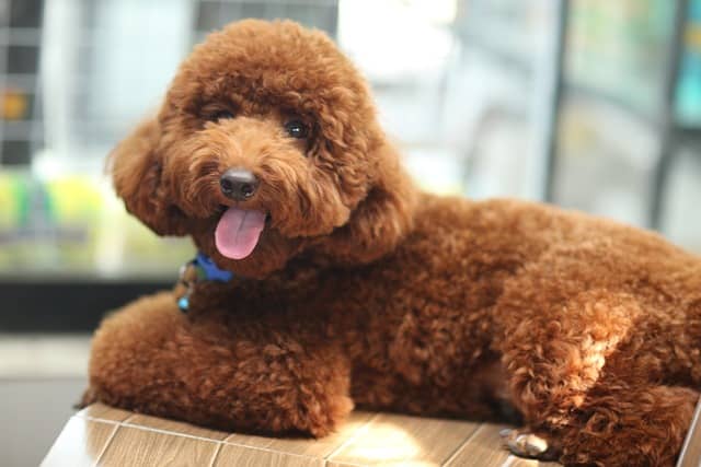 Is a Poodle a good first dog?