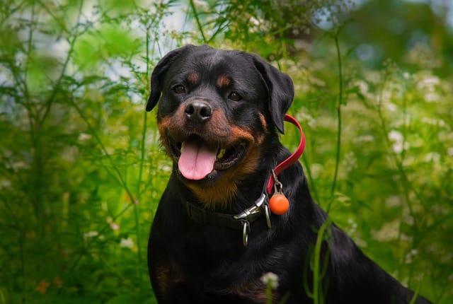 Can Rottweiler bite its owner?