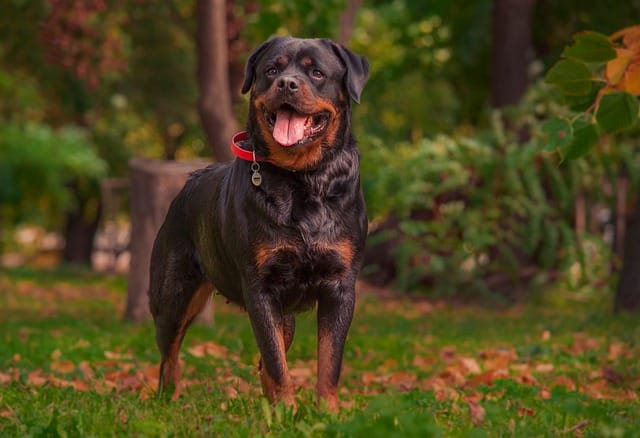 Can Rottweilers be left alone?